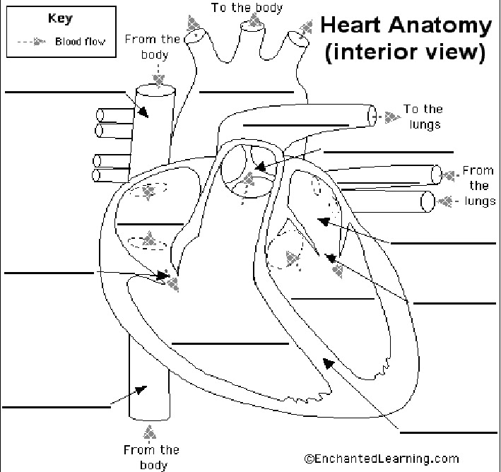 Mr.Slavich's Science Class: Life Science Heart Diagram Worksheet