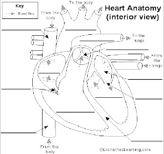 Mr.Slavich's Science Class: Life Science Heart Diagram ...