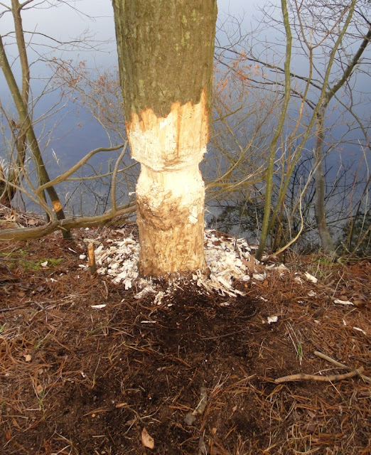 My life in Canada : Biber