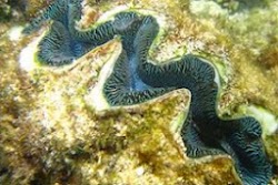  Νέο είδος γιγάντιας αχιβάδας ανακάλυψαν οι ερευνητές του Πανεπιστημίου του Κουίνσλαντ σε κοραλλιογενείς υφάλους στη Δυτική Αυστραλία και τα...