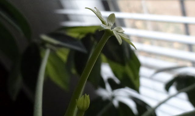 new leaf growth #houseplants