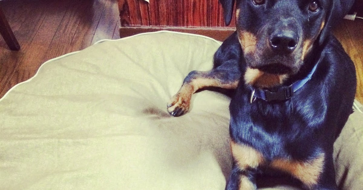 愛犬と楽しい時間 L.L.Bean Dog Bed