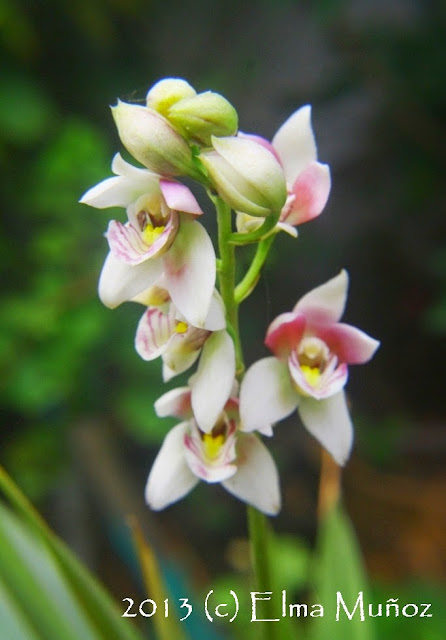 Orquidea Koellensteinia ionoptera Foto