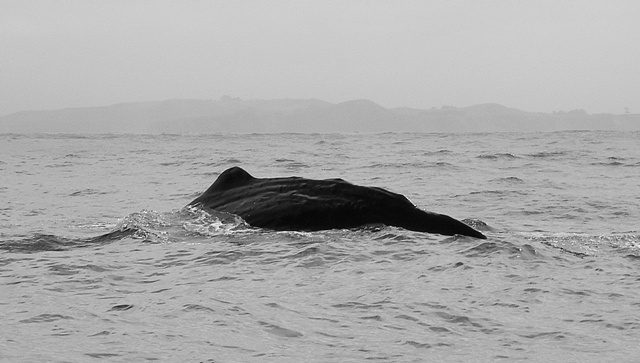 Sperm Whale en Kaikoura
