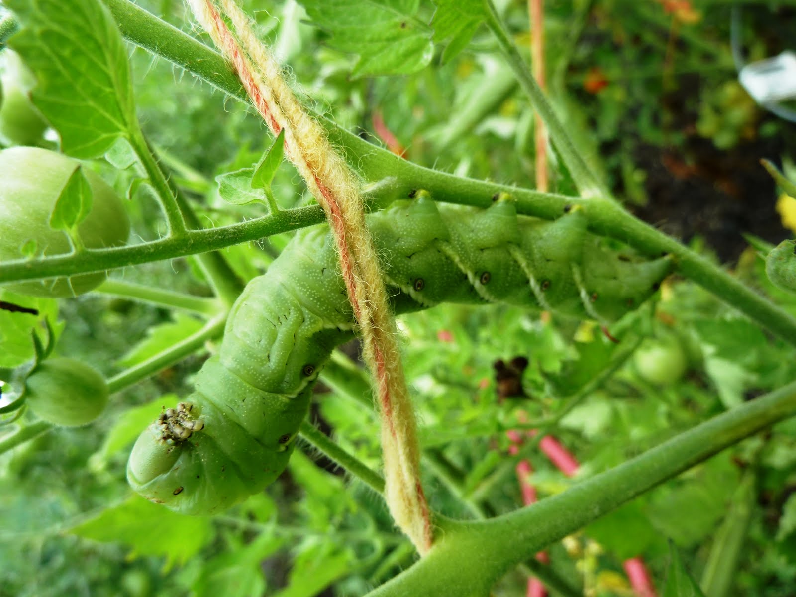 the common milkweed: Welcome to our garden...
