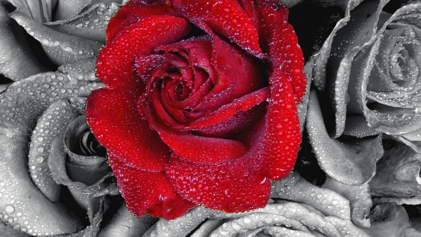 Red Rose Flowers nice Wallpaper HdRose Wallpapers Hd free download