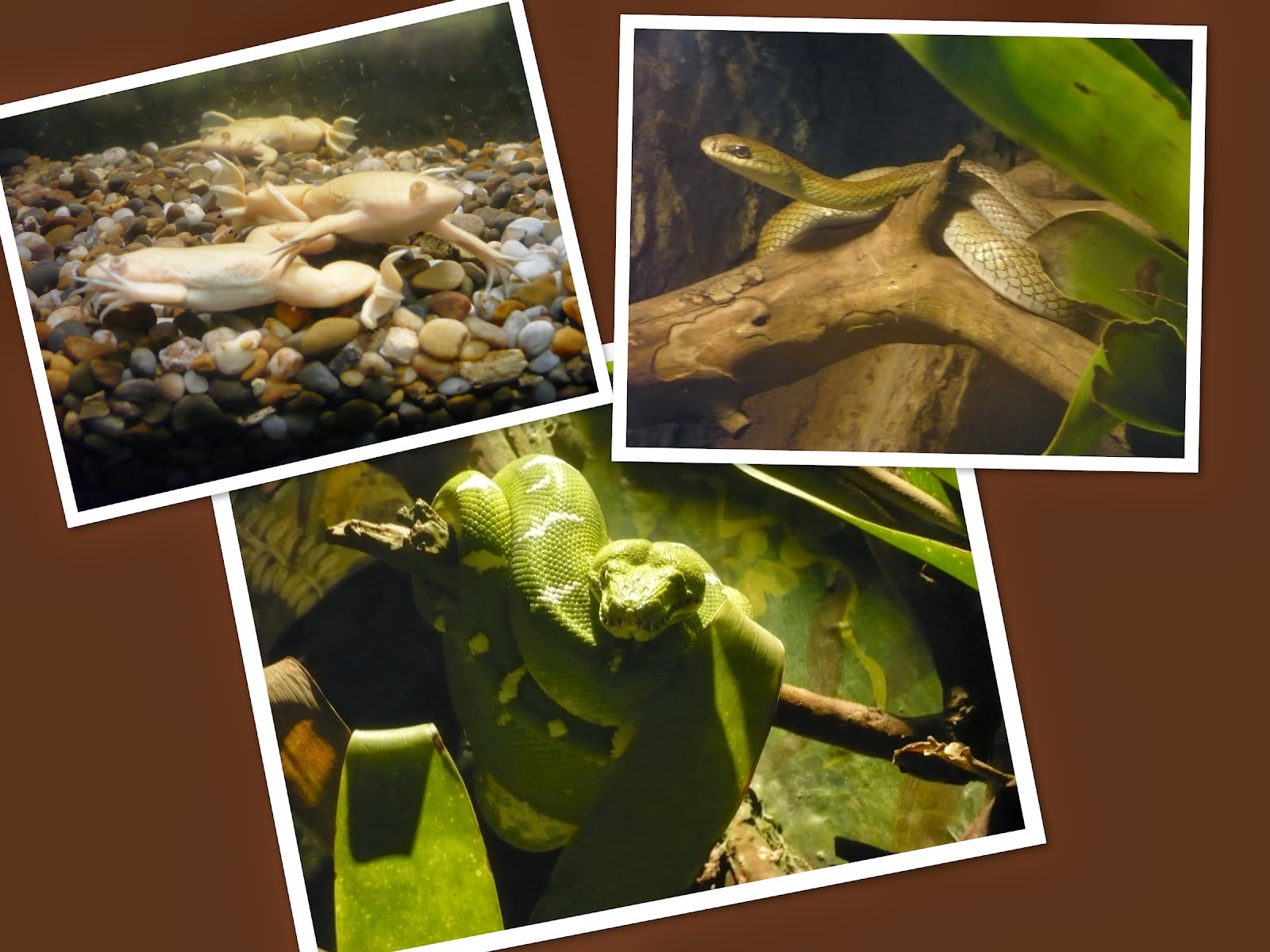 CLASIFICACIÓN DE LOS MUSEOS DE QUITO Vivarium