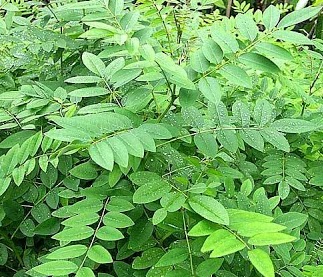 Indigofera Alternatif Pakan Ternak Masa Depan
