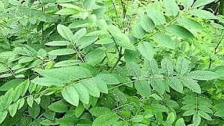 Indigofera Alternatif Pakan Ternak Masa Depan