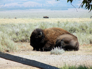 Roaming buffalo in Grand Teton National Park in Wyoming