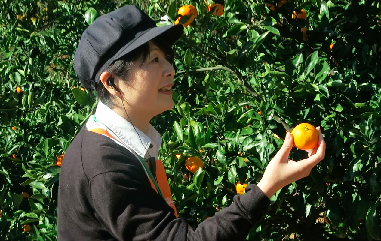 Miss HappyFeet Fruit Picking in Japan Experience Sharing Gamagori