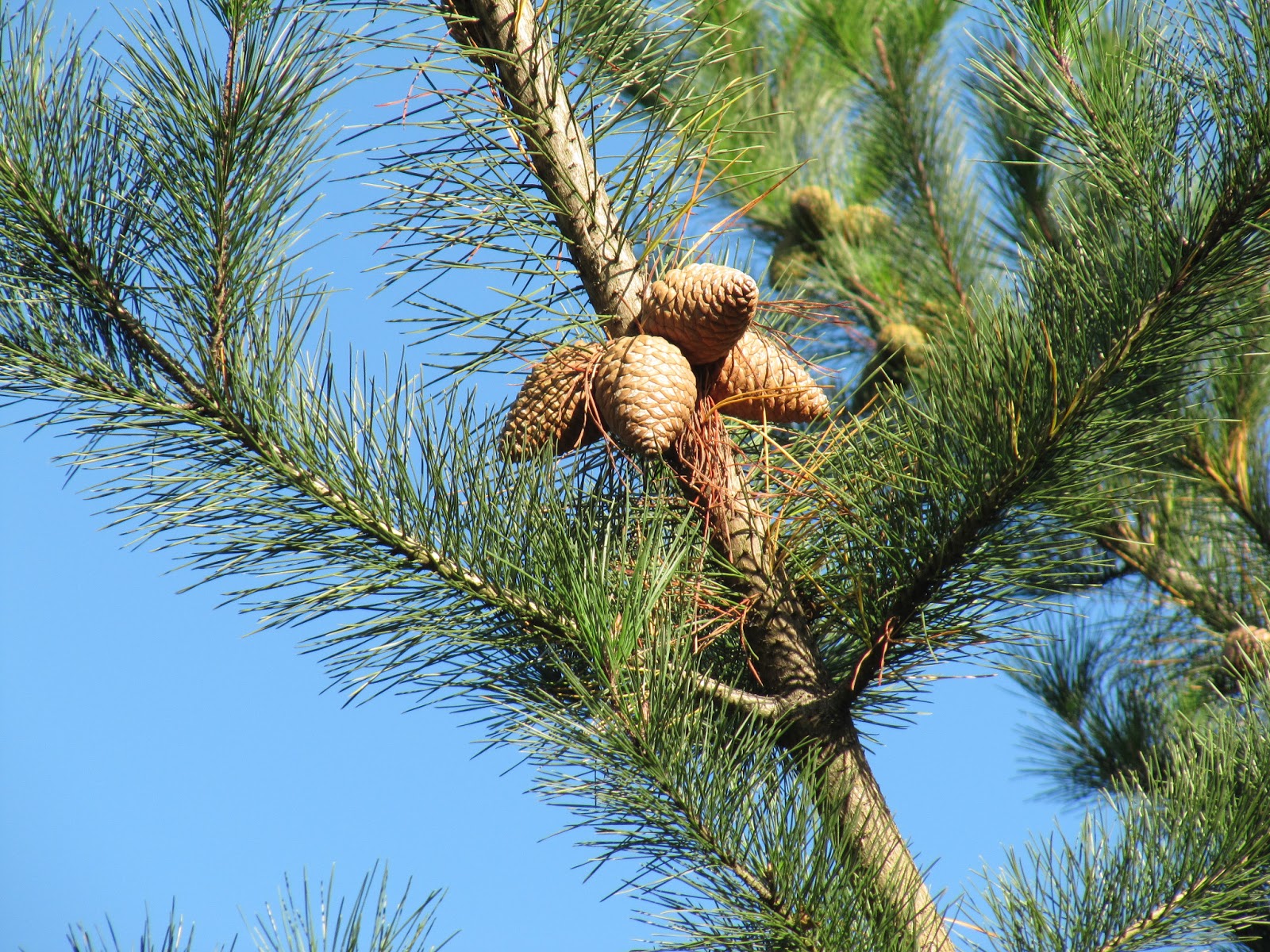 Carmel River: Pinus radiata: Monterey Pine