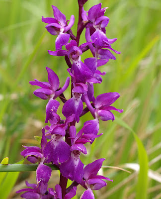 Salep (Orchis mascula)