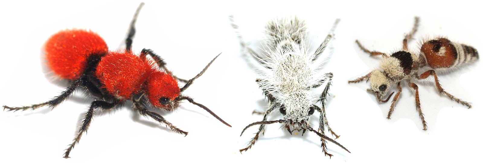 Arizona Beetles, Bugs, Birds and more Why is the sting of Velvet Ants