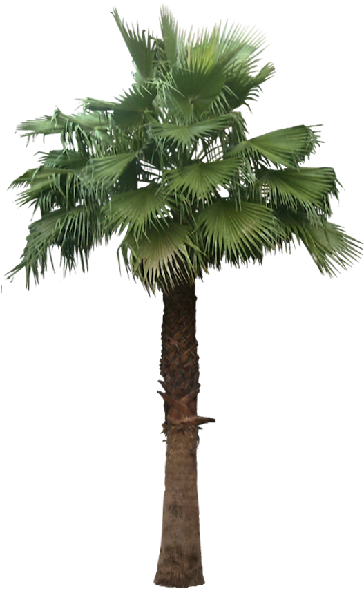 Tropical Plant Pictures: Washingtonia Robusta (Mexican Fan Palm)