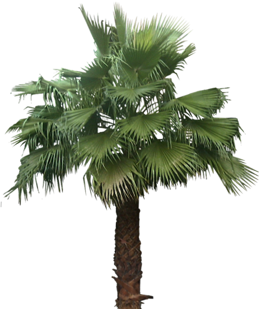 Tropical Plant Pictures: Washingtonia Robusta (Mexican Fan Palm)