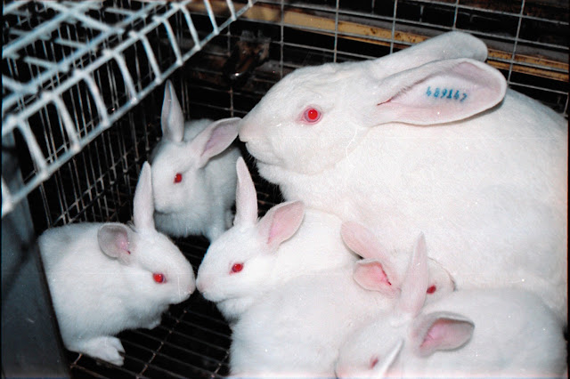 Coneja de raza neozelandesa