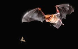 Scary Jungle Critter #5: Bats