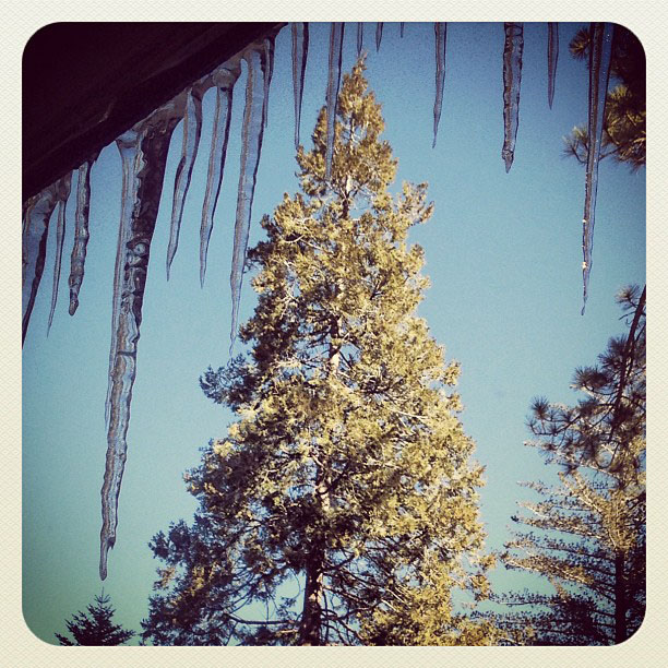 icicles and trees