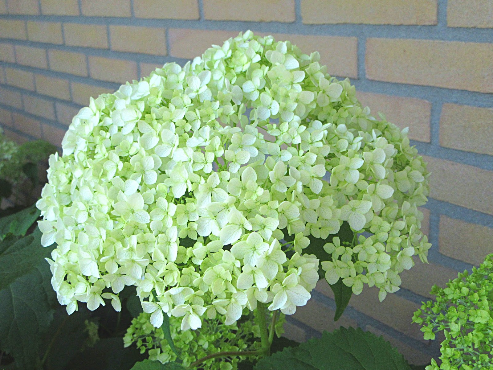 Seattle Garden Ideas Viburnums