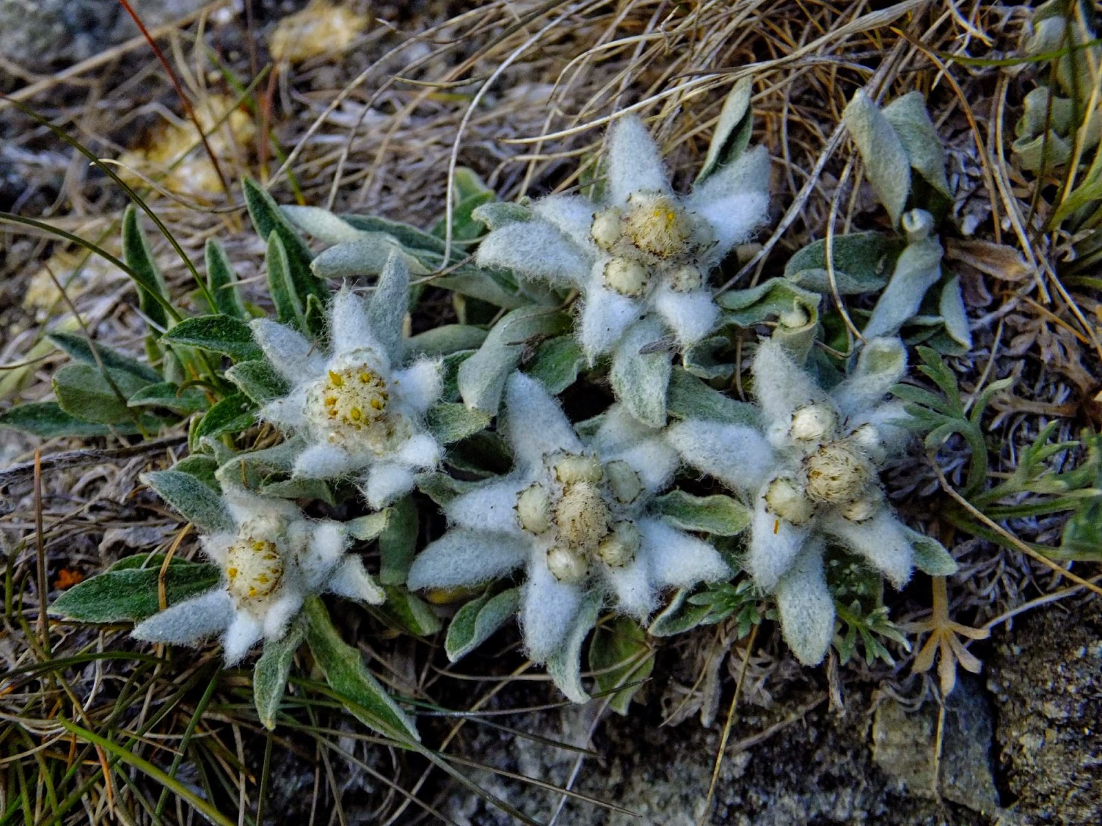 Malati di Montagna Flora alpina adattamento delle piante all’altitudine