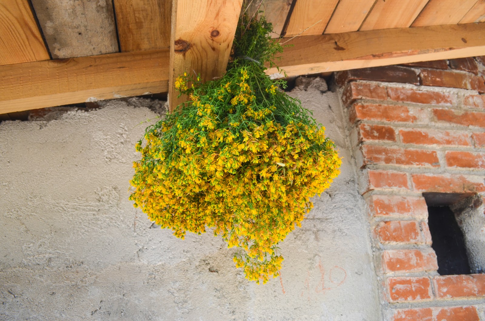 Perforate St John'swort Hypericum perforatum a cure for injuries