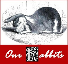 Our Rabbits