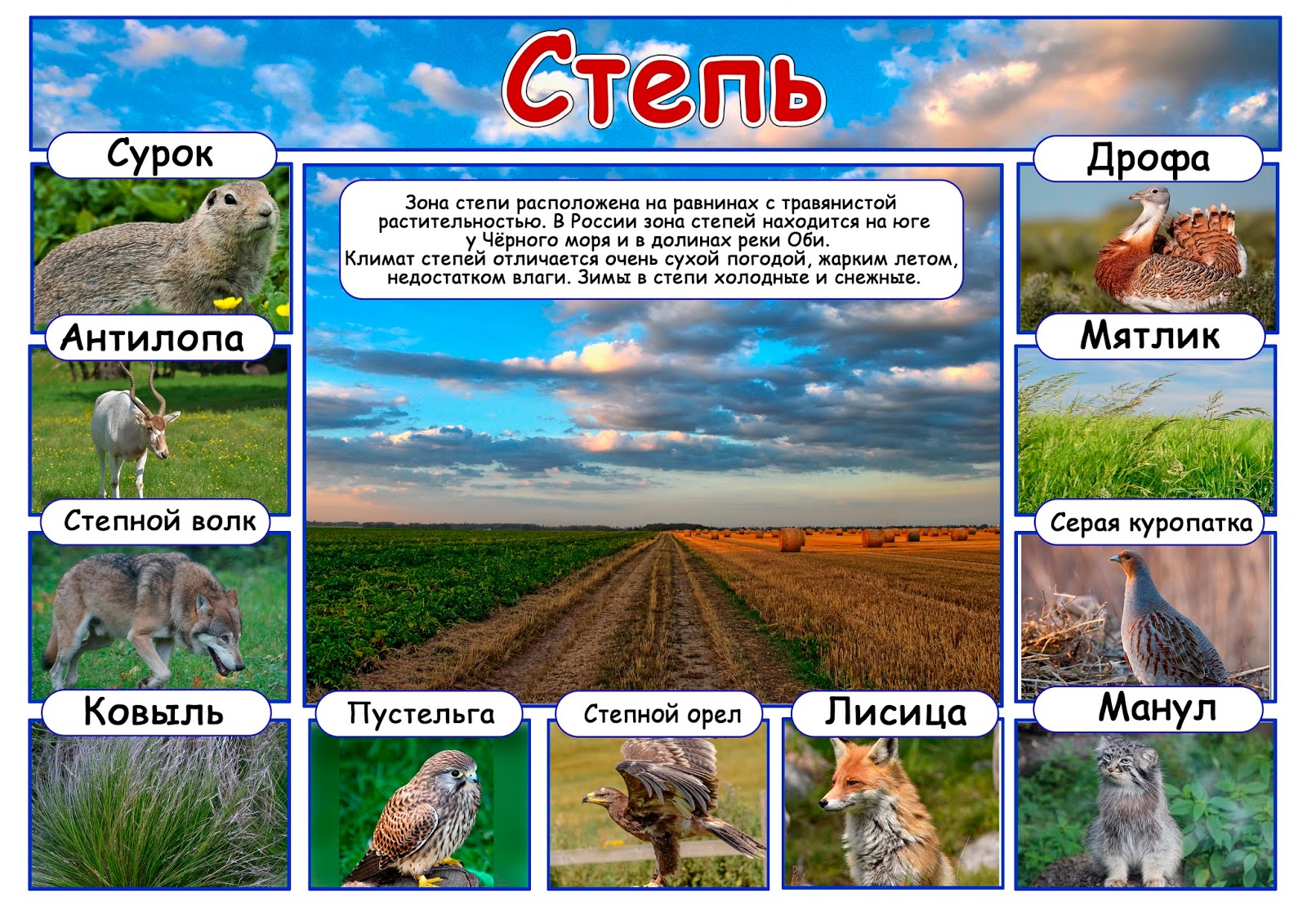 Какие природные зоны есть в степи. Природные зоны России зона степей. Природные зоны для дошкольников. Природные зоны плакат. Животные природных зон.