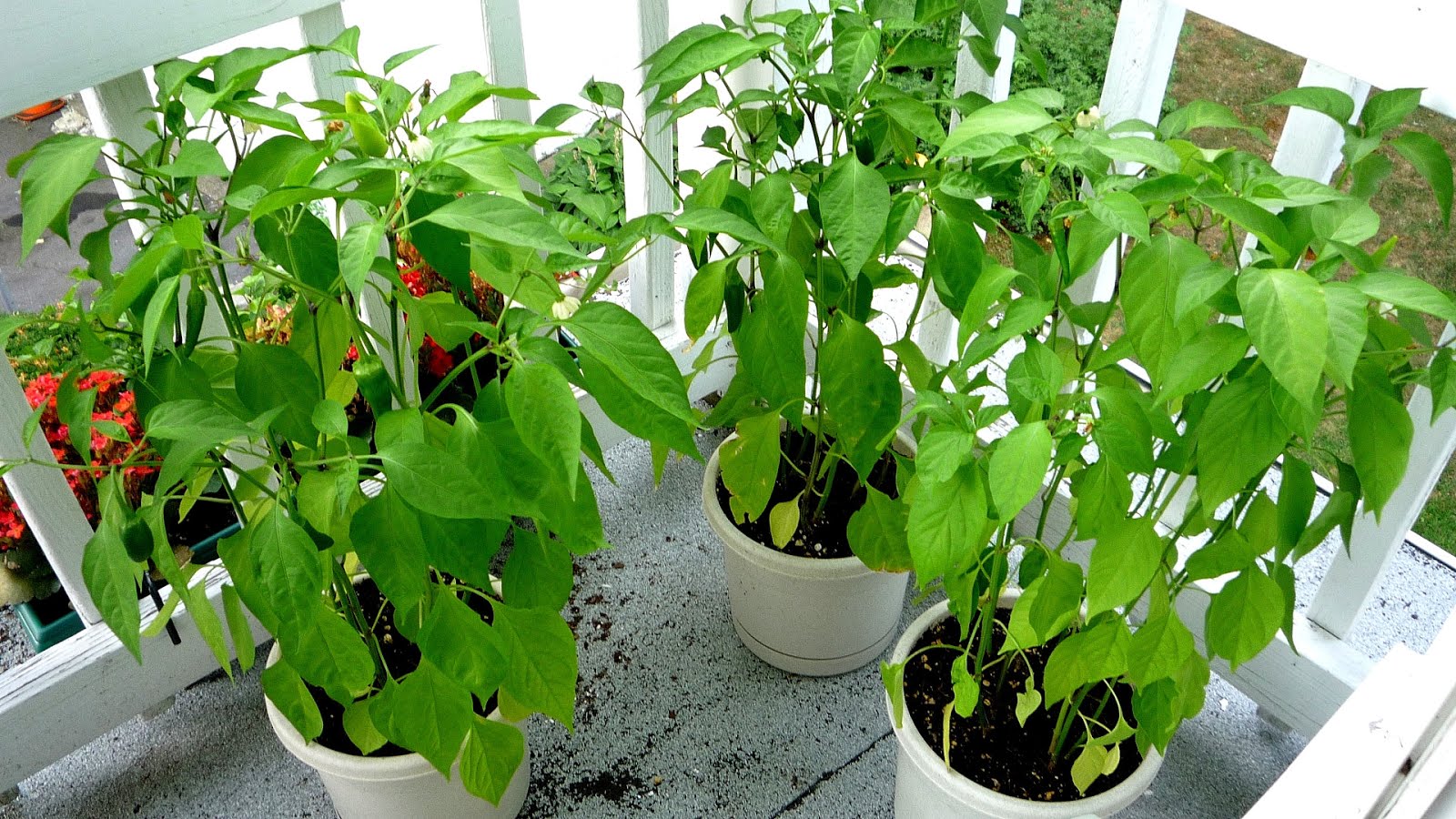 How To Grow Pepper Plants In Pots Pepper Choices