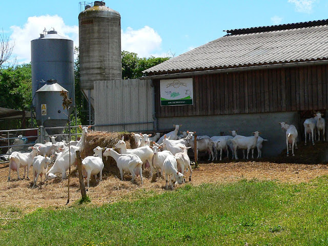 Dairy goats, Indre et Loire, France. Photo by Loire Valley Time Travel.