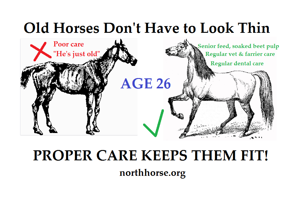 North Horse Old Horses No Excuses