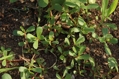 Waltham Fields Community Farm: Notes from the Field: Weeds