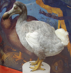 dodo bird birds mauritius extinct dodos did extinction why related animals indian dead humans become past