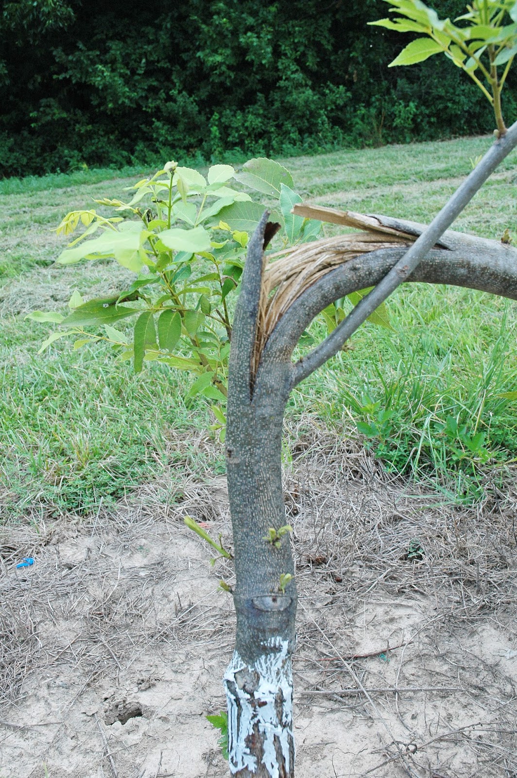 Northern Pecans Storm damages young pecan tree