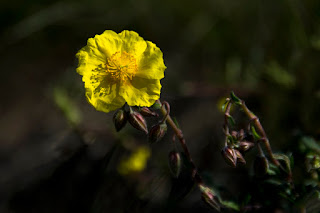 molyhos napvirág (Helianthemum ovatum)