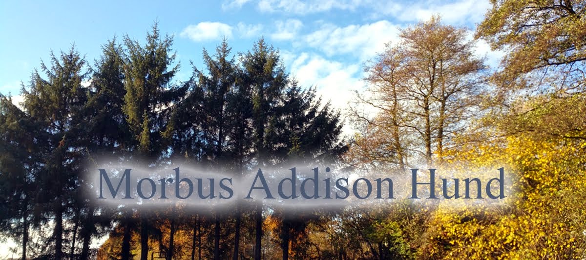 Morbus Addison Hund