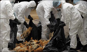 Scary new H7N9 bird flu strain leaps from China to Taiwan; human transmission already achieved?
