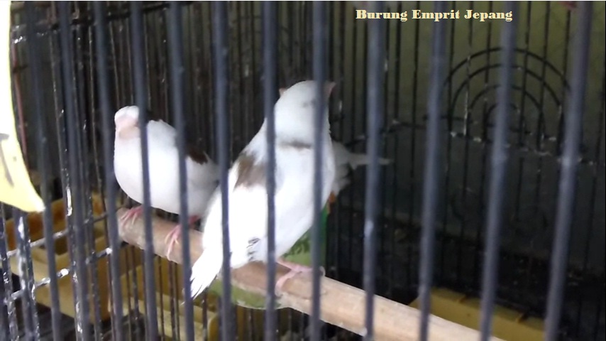 Pesona Kicau Dan Ocehan Emprit Jepang Burung Kicau Nusantara