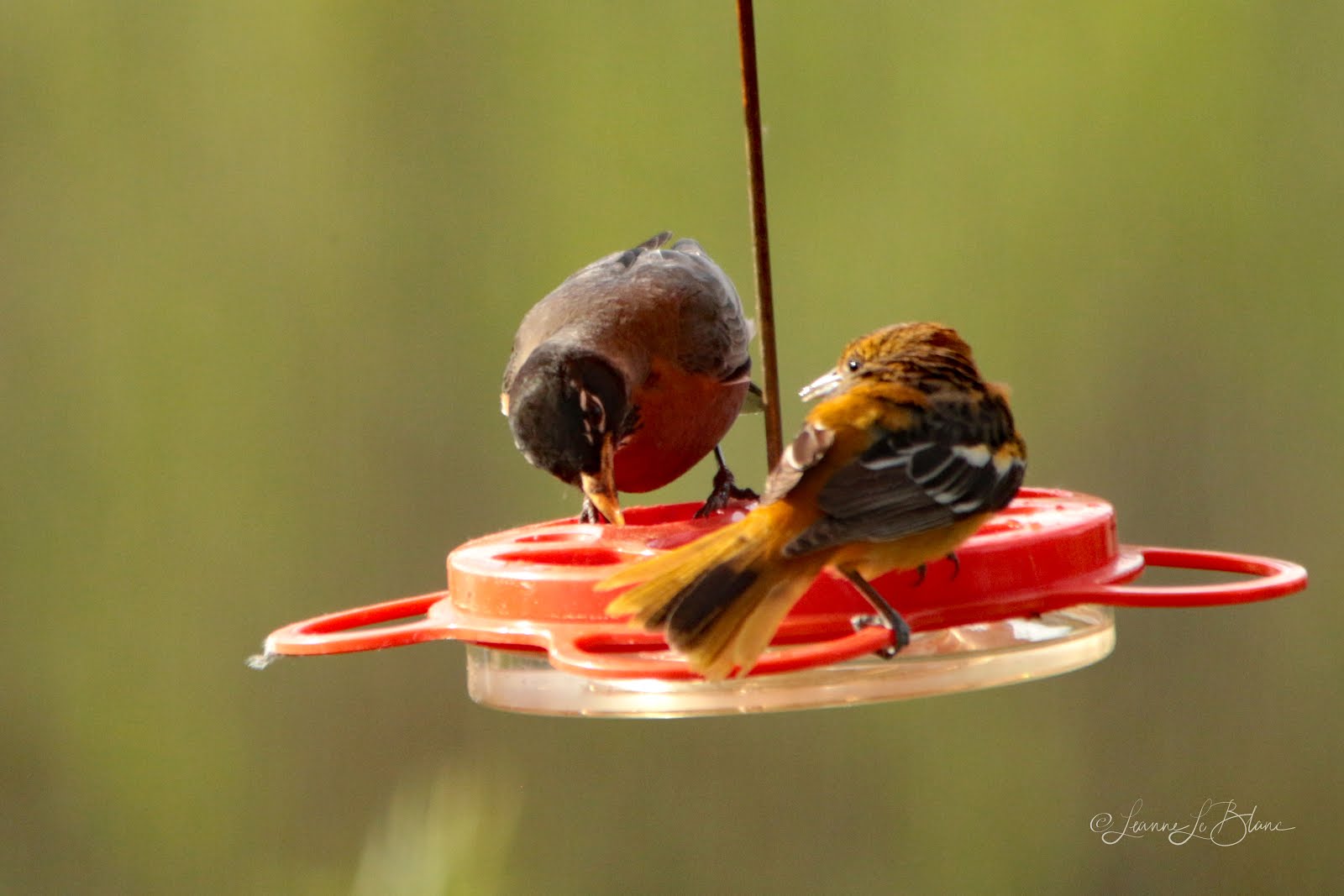 7 Top Reasons to Feed Your Birds BirdBerry Jelly Nature Notes Blog