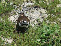 nest bird killdeer birds deer kill mama babies getting close happy