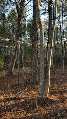 Sunrise in the forest