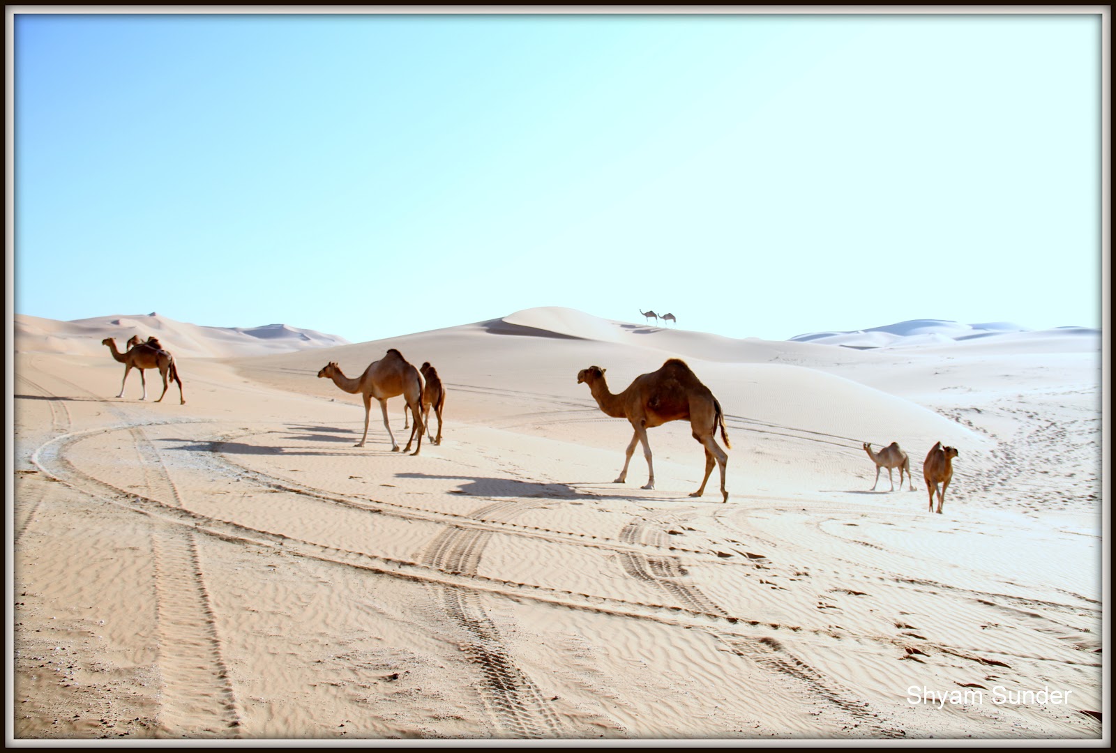 Shyam Sunder Liwa Dunes