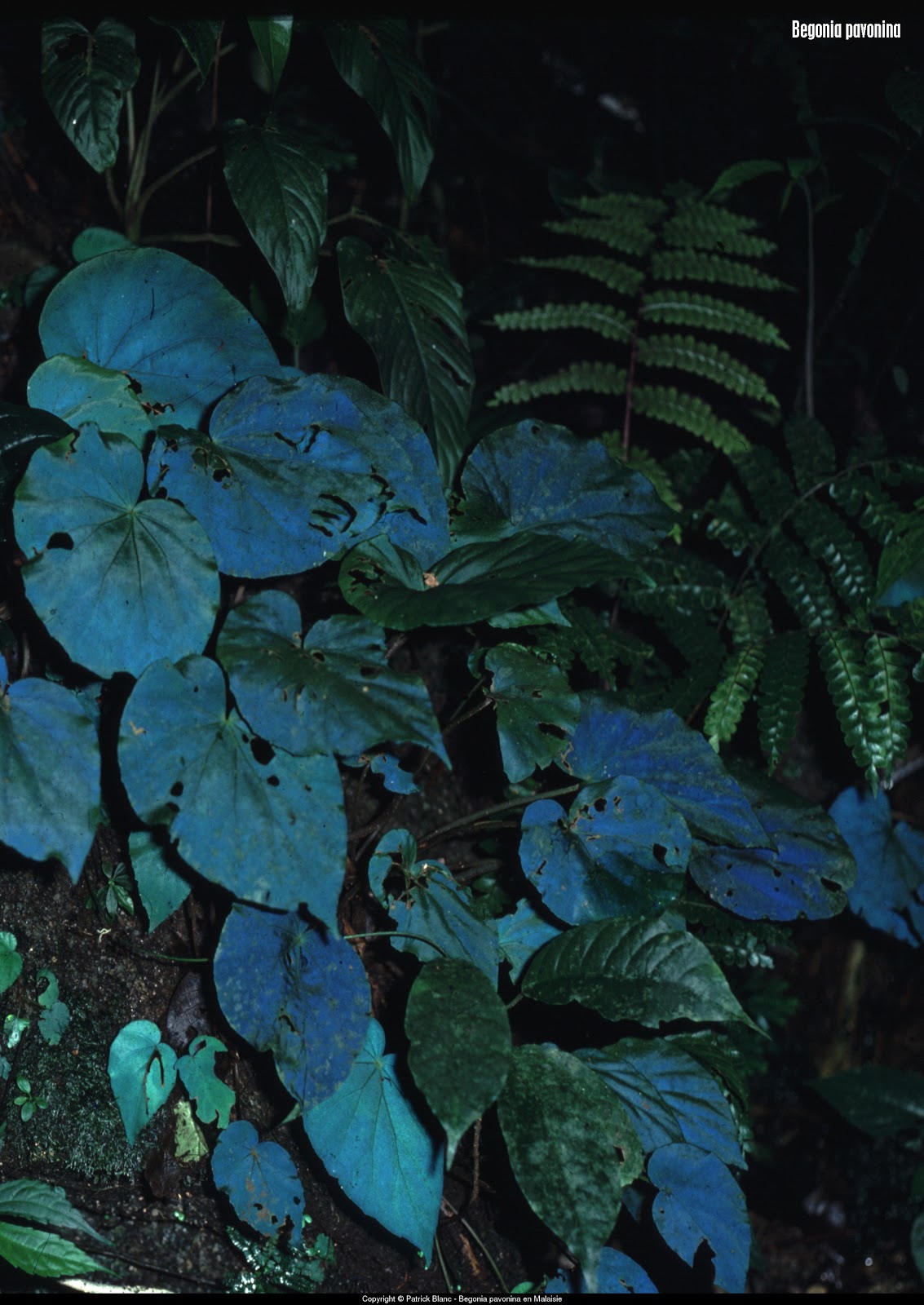 Begonia pavonina di un blu iridescente | BLOSSOM ZINE BLOG