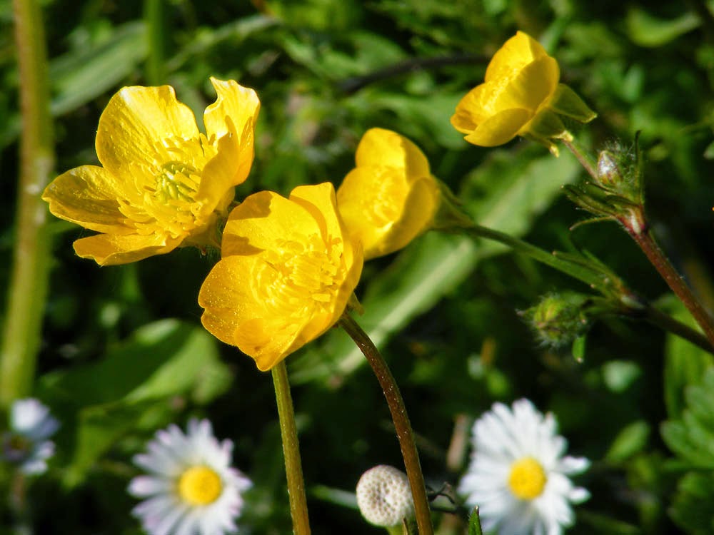 Loire Valley Nature Bulbous Buttercup Ranunculus bulbosa