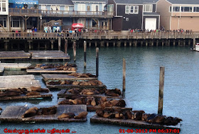 California sea lions in Pier 39