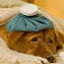 Conheça as doenças de inverno que podem afetar o seu cão