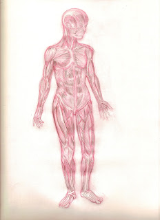 The Animator's Journal: The Human Muscular System