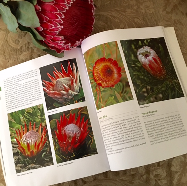 A Passion for Flowers Protea A Guide to Cultivated Species and Varieties