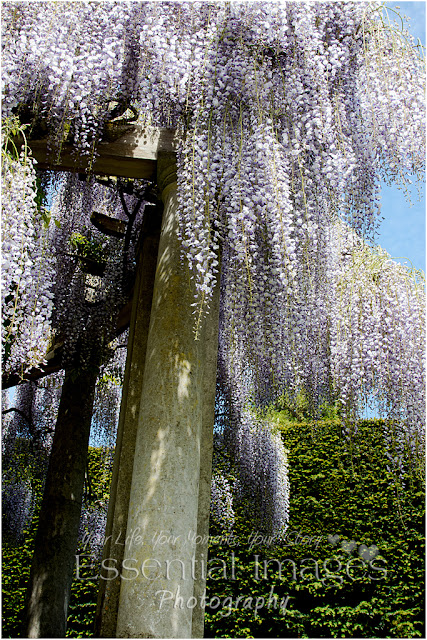 Lilac coloured wisteria falling over the columns