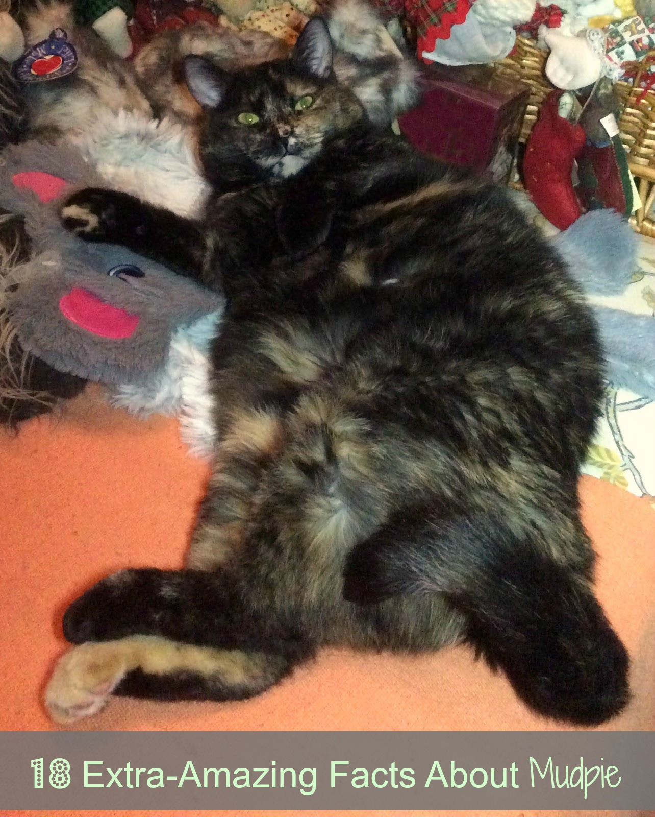 Melissa S Mochas Mysteries And Meows February 2018